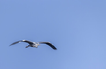 Obraz premium Grey heron flying in the blue sky of Strycice, Czechia