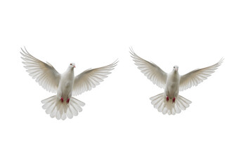 Fototapeta premium Two white doves are flying isolated on white or transparent background. PNG