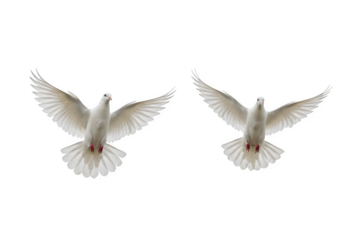 Two white doves are flying isolated on white or transparent background. PNG