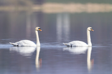 Two white swans swimming on calm lake in Strycice, Czechia