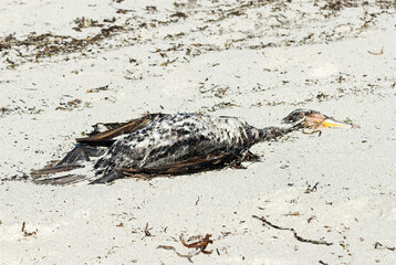 Grand Cormoran, Phalacrocorax carbo, Great Cormorant, Mort,  mazouté