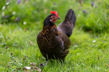 Elegant Hen Standing Proud on Spring Grass