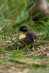 Duckling in Tall Grass
