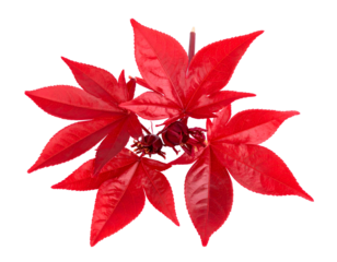 A striking cluster of brilliant red leaves showcases the vibrant beauty of nature's autumn palette.