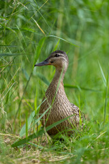 Female Mallard Duck in Tall Grass