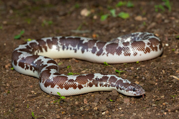 A cute Kenyan sand boa (Gongylophis colubrinus) on a natural sand surface 