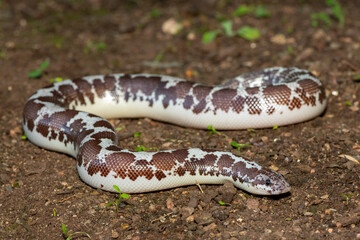 A cute Kenyan sand boa (Gongylophis colubrinus) on a natural sand surface 