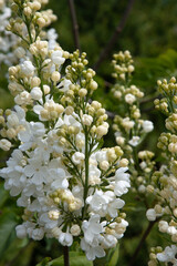 White lilac flowers surrounded by fresh greenery. Spring natural fresh background with white flowers.