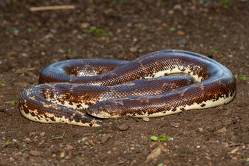 A cute Kenyan sand boa (Gongylophis colubrinus) on a natural sand surface 