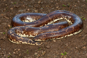 A cute Kenyan sand boa (Gongylophis colubrinus) on a natural sand surface 