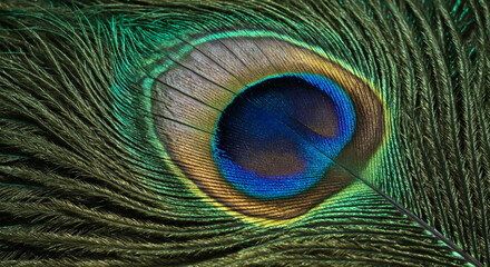 Obraz premium Macro shot of a vibrant peacock feather showcasing iridescent eye pattern 