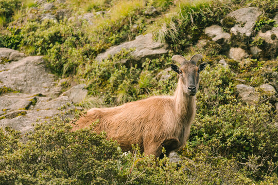 Himalayan mountain thar amidst lush greenery