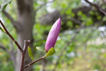 A large bud of pink Magnolia grows on a tree on a spring day in a garden. Large, beautiful buds are preparing to bloom with beautiful pink flowers among the young greenery in the garden