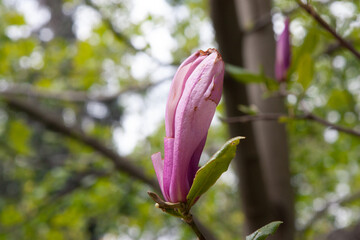 A large bud of pink Magnolia grows on a tree on a spring day in a garden. Large, beautiful buds are...