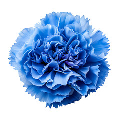 Blue carnation flower isolated on a transparent background