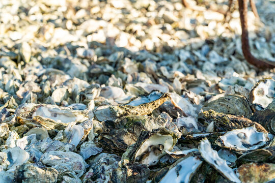 Sustainable oyster shell recycling in Arcachon Bay