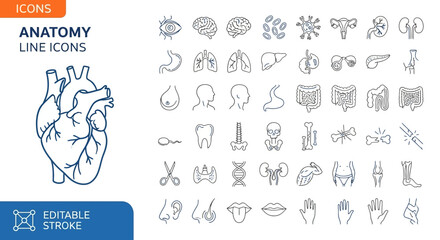 Anatomical Line Icons Collection of Human Organs and Internal Body Parts for Medical Design Projects