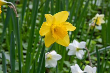 Yellow flowers daffodils. Spring flower Narcissus. Beautiful bush in the garden. Nature background. Spring flowering bulb Daffodil plants. Floral background with full yellow daffodils