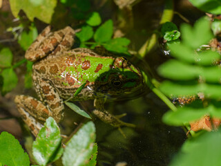 cute frog in a swamp