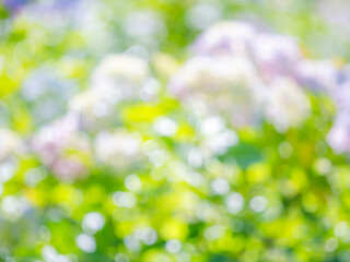 雨上がりのアジサイ畑で水滴が輝く爽やかな風景。木漏れ日の光でボケた景色。ぼんやりした花畑のイメージ。