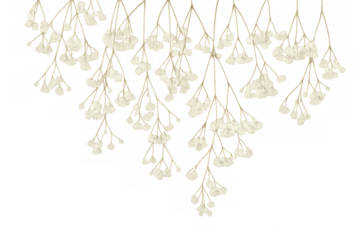 Delicate white dried flowers suspended elegantly, casting soft shadows against transparent backdrop, embodying minimalist botanical aesthetic