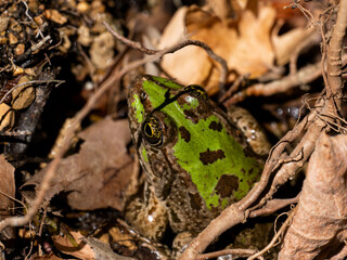 cute frog in a swamp