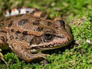 cute frog in a swamp