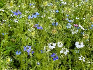 Full frame background of white and blue nigella flowers