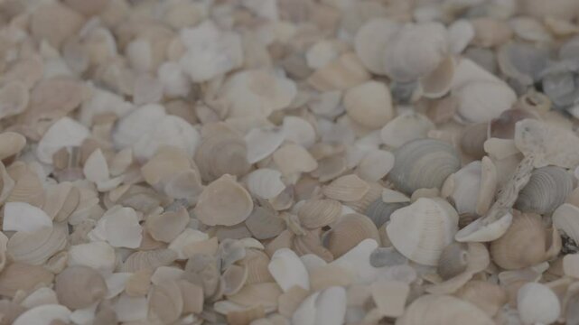 Fuel oil spills on a beautiful seashell beach. Beach oil spill impact. There are many small drops of toxic fuel oil on the shell of the seashore. Environmental pollution. ProRes 422 10bit C-LOG2 video