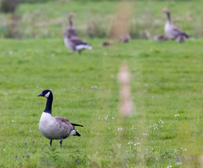 Canada goose standing on green grass in meadow with greylag geese and goslings in background in Grootschermer, Netherlands