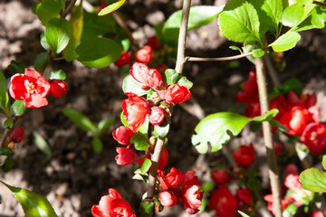 Bright coral quince flowers in the garden in spring. Japanese quince flowers in the garden
