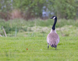 Canada goose walking on green grass in North Holland, Netherlands