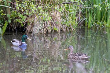 Couple of mallard ducks swimming on a pond in North Holland