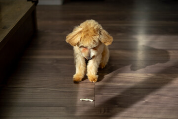待てをするミックス犬