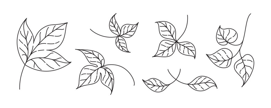 Leaf outline set. Delicate natural vector drawings for fall themes botanical compositions and design.