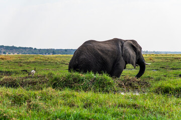 Fototapeta premium African elephant on the grassland at the lakeside in Chobe National Park