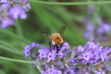 Macro photo of bumblebee collecting nectar