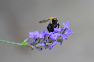Macro photo of bumblebee collecting nectar