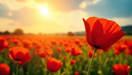 Obraz premium Vibrant Red Poppies in Summer Sunlight A Breathtakingly Vivid Scene of Natures Beauty