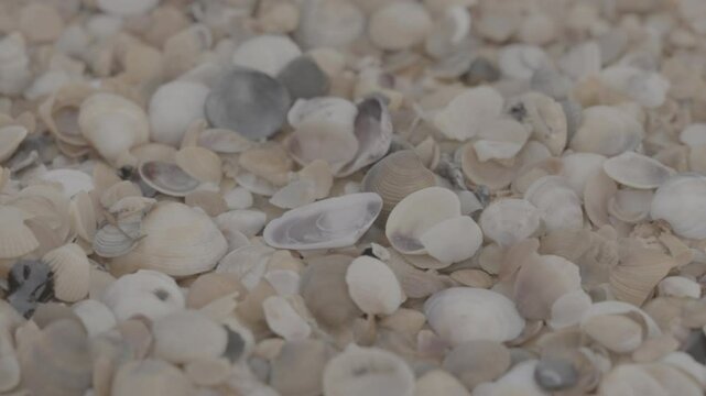 Fuel oil spills on a beautiful seashell beach. Beach oil spill impact. There are many small drops of toxic fuel oil on the shell of the seashore. Environmental pollution. ProRes 422 10bit C-LOG2 video
