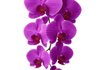 Purple orchid flowers blooming on a transparent background, perfect for projects related to nature, beauty, and decoration