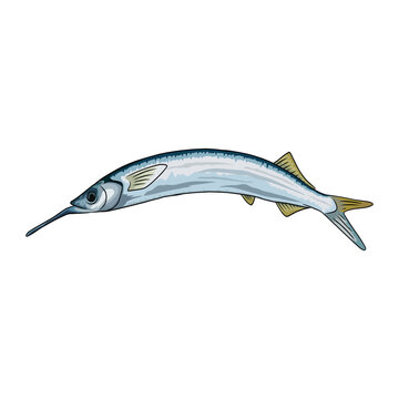 ballyhoo fishing illustration logo vector image t shirt