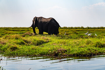 African elephant on the grassland at the lakeside in Chobe National Park