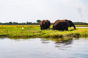 African elephant on the grassland at the lakeside in Chobe National Park