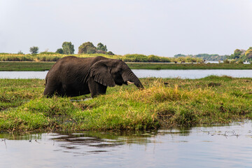 African elephant on the grassland at the lakeside in Chobe National Park