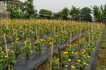Travel scenes from Munduk and the mountainous highlands of Bali, Indonesia - flowers, temples,...