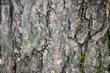 Tree bark texture