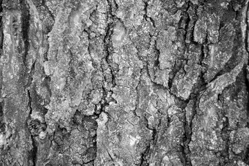 Tree bark texture