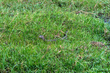 lizard on the grassland in Chobe National Park