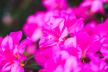 Vibrant azaleas bloom in a lush garden during springtime